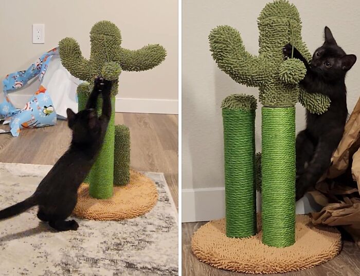 Black kitten playing on a green cactus-shaped scratching post, exploring hidden gems in a cozy indoor setting.