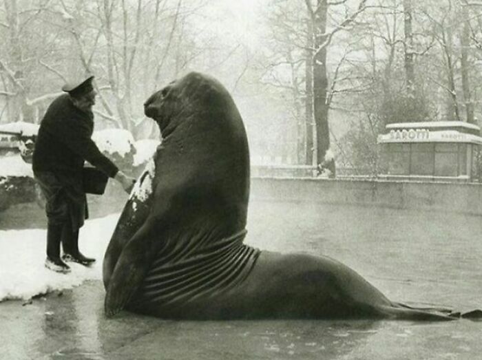 Vintage photo of a man interacting with a large sea lion outdoors in a snowy historical setting.