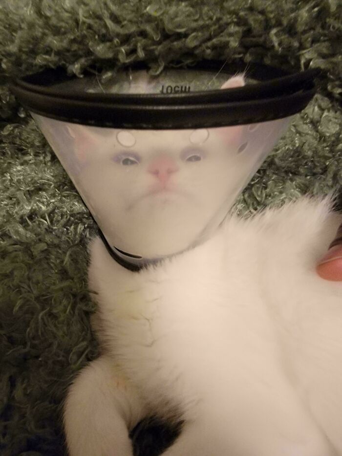 White cat wearing a protective cone lying on a textured surface, showcasing animals making our lives better by being silly.