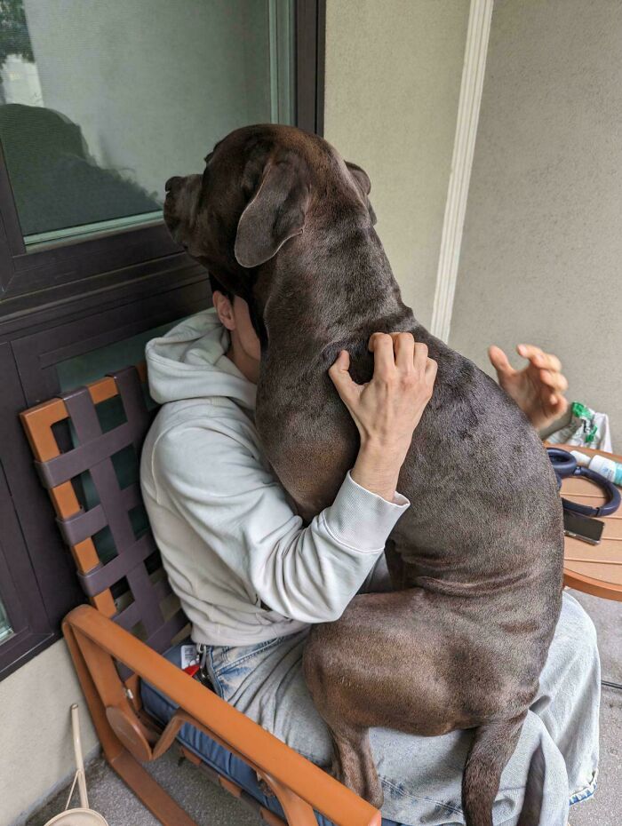Large dog sitting on person's lap showing animals making our lives better by their silly little selves.