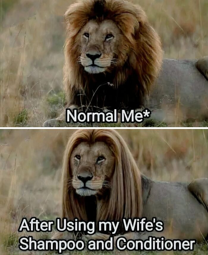 Lion with natural mane labeled normal me and the same lion with long silky hair labeled after using wife's shampoo dad humor meme.