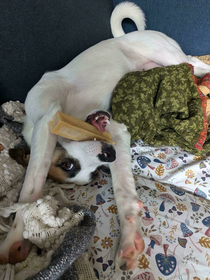 Playful dog lying upside down with a chew toy, showcasing silly animal moments that brighten our lives.