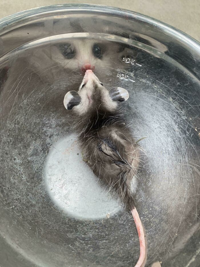 Small opossum inside a metal bowl, reflecting its face, showcasing animals making our lives better with their silly behavior.