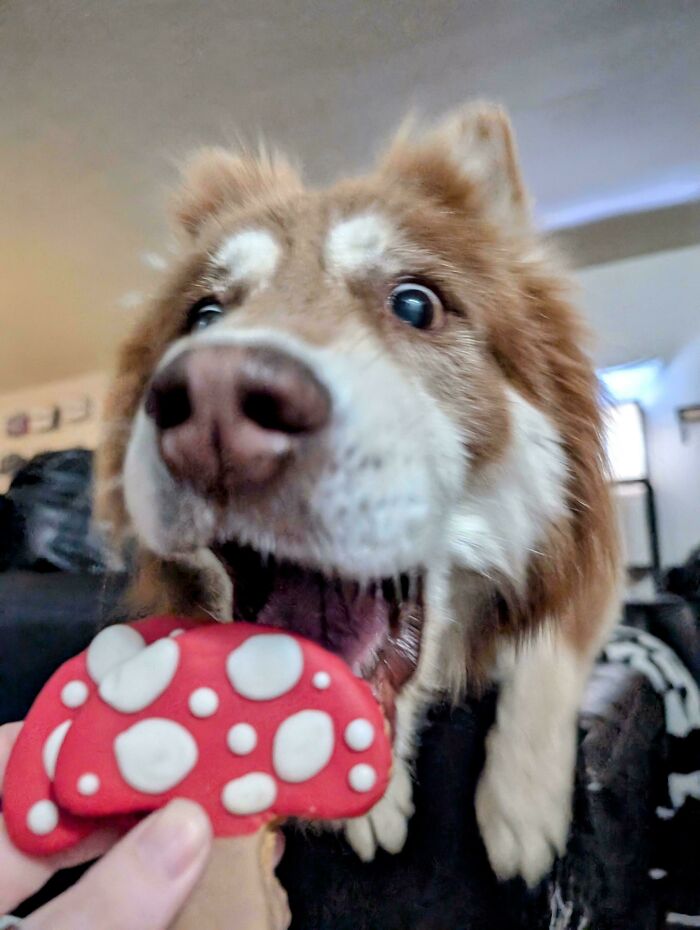 Close-up of a playful dog eagerly reaching for a red and white mushroom-shaped treat showing silly animal behavior.