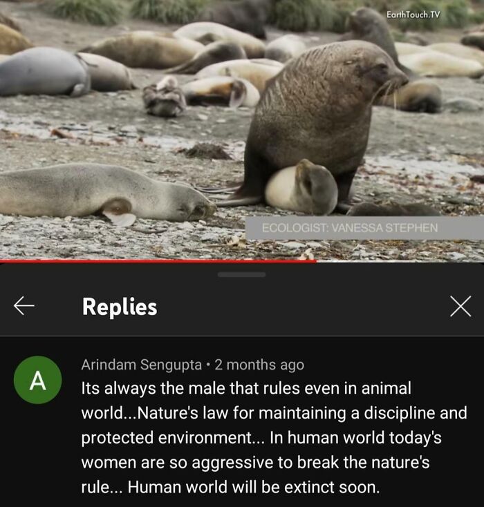 Group of seals resting on rocky shore illustrating male dominance in animal world related to sexist behavior discussion.