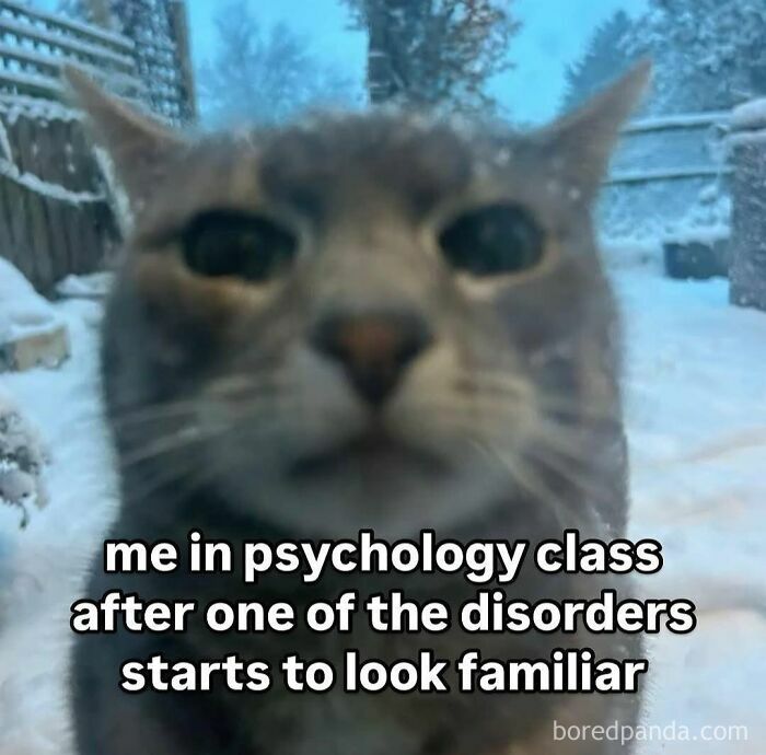 Close-up of a cat with a funny expression, perfect for funny pics to scroll through during mental breakdowns.