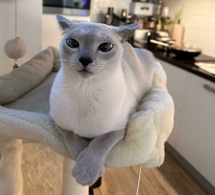 Gray and white cat lying on a cozy perch with airplane ears in a modern kitchen setting.