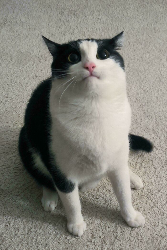 Black and white cat sitting on carpet with airplane ears and wide eyes, showing an adorable and curious expression.