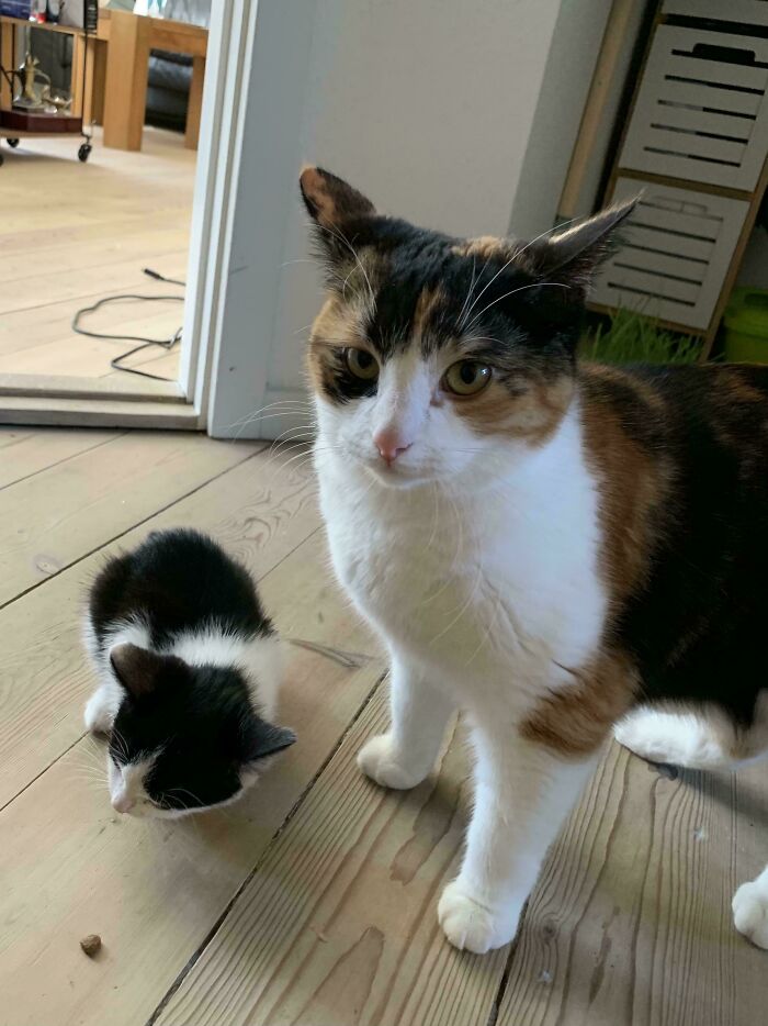 Two cats indoors on wooden floor, both showing off their airplane ears with one standing and one lying down.
