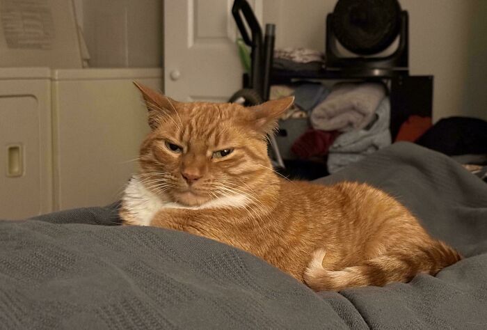 Orange tabby cat resting on a bed with airplane ears visible, showing its adorable and unique ear position.