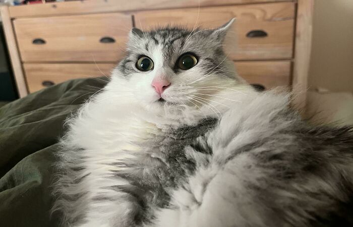 Fluffy cat lying down with wide eyes and airplane ears, resting in a cozy indoor setting on a soft blanket.