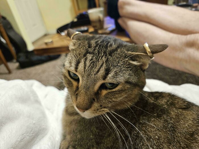 Tabby cat displaying airplane ears with curled ear tips, resting indoors on a white blanket near a person's legs.