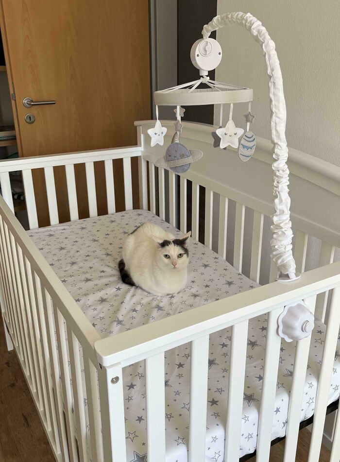 White and black cat with airplane ears sitting in a white baby crib with a star-patterned mattress and hanging mobile.