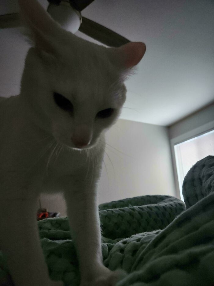White cat with airplane ears standing on a textured green blanket in a dimly lit room near a window.