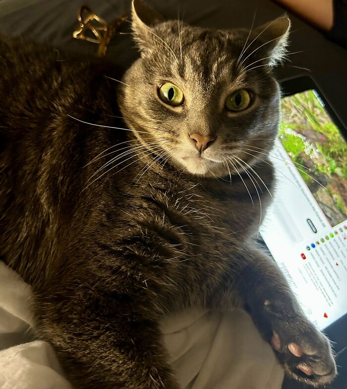 Close-up of a gray tabby cat with airplane ears lying on a bed near a tablet screen showing nature content.