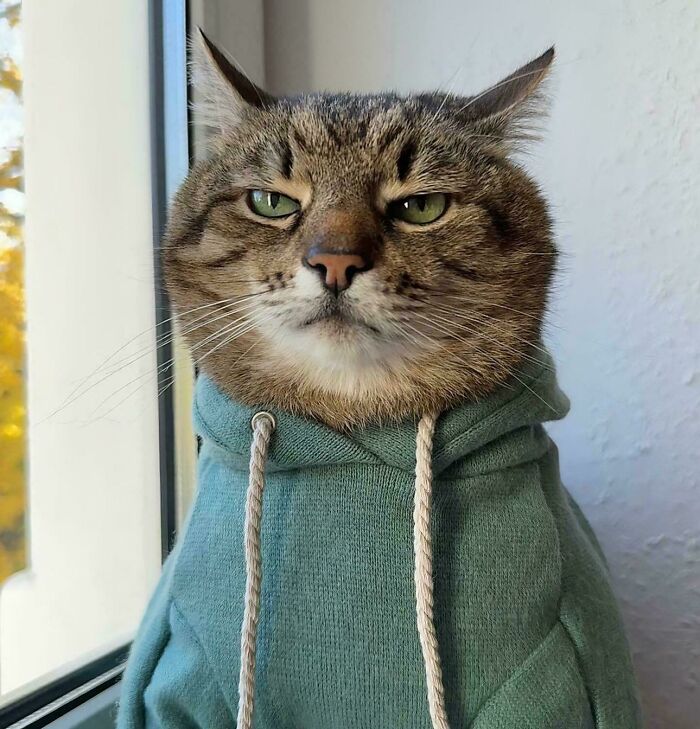 Tabby cat with airplane ears wearing a green hoodie, sitting by a window with a calm expression.