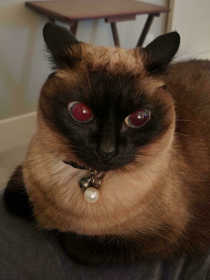Siamese cat with airplane ears and striking dark face, wearing a collar with bells and a pearl pendant indoors.