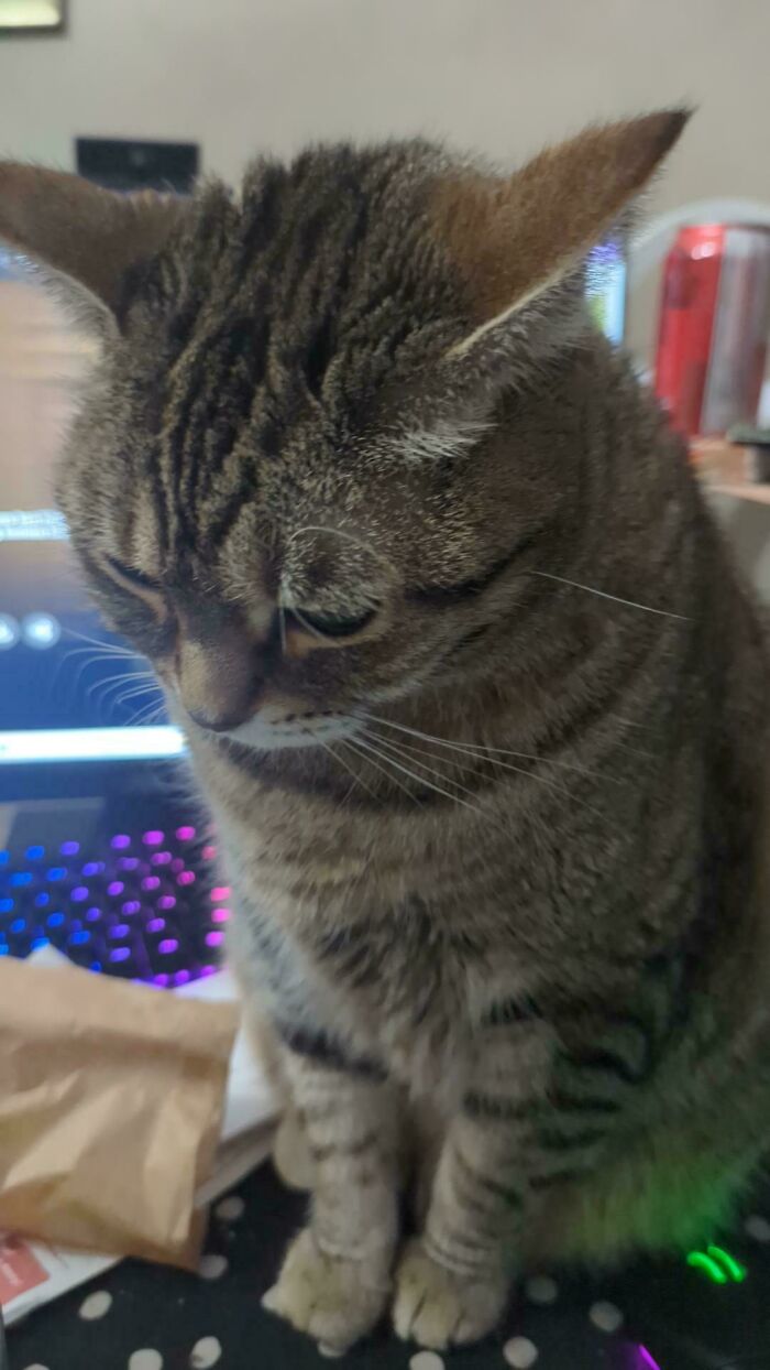 Tabby cat with airplane ears sitting on a desk near a laptop with colorful backlit keyboard.
