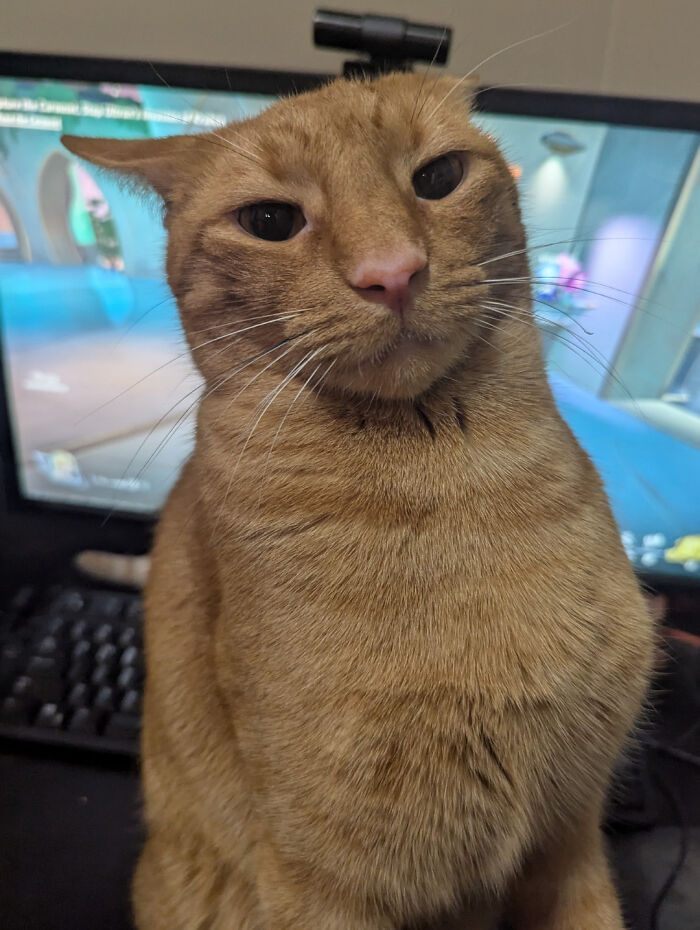 Close-up of an adorable cat showing off airplane ears sitting in front of a computer screen with a keyboard below.
