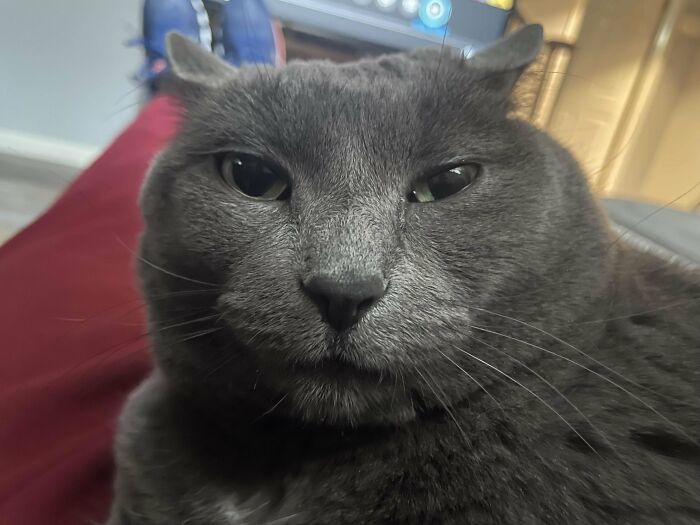 Close-up of a gray cat showing off its airplane ears with a relaxed expression in a cozy indoor setting.