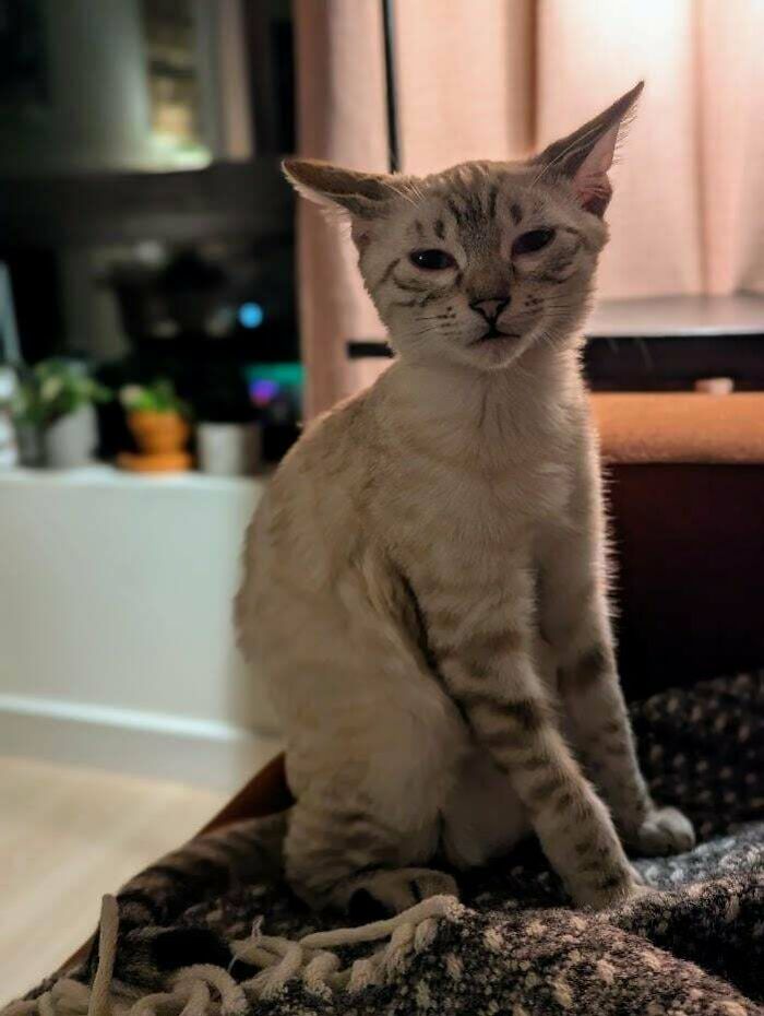 A cat with distinct airplane ears sitting on a blanket indoors with a softly lit background.