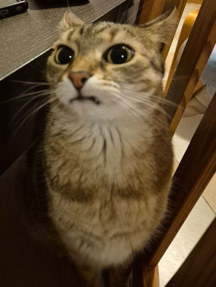 Close-up of an adorable cat with airplane ears sitting next to a wooden chair and dark tabletop.