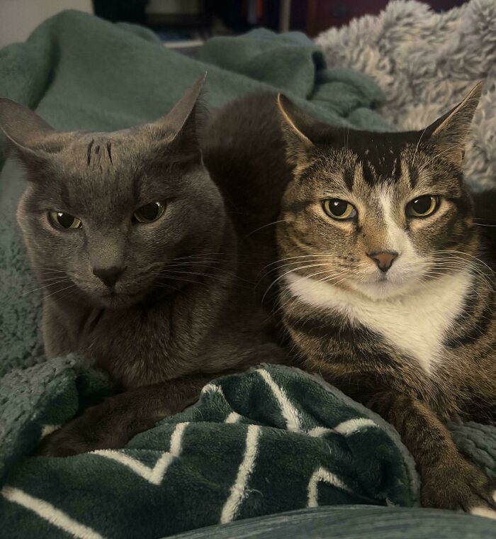 Two cats lying close together on blankets, both showing airplane ears in a cozy indoor setting.