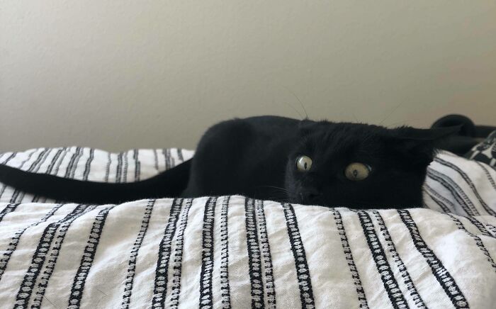 Black cat lying on a bed with airplane ears visible, showing an alert and curious expression.