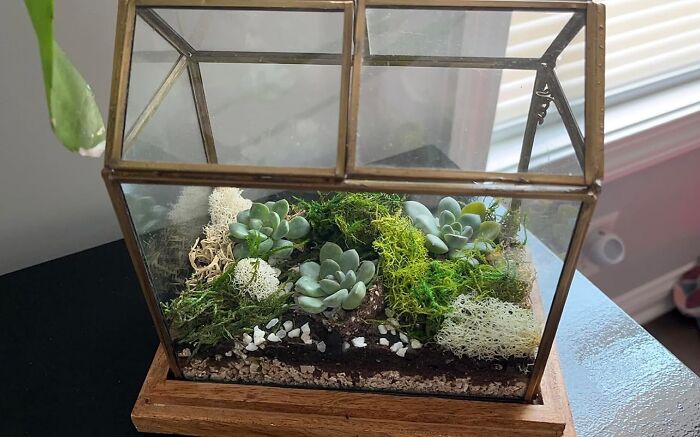 Glass terrarium with succulents and moss, showcasing a skill time hobby to trade for screen time.