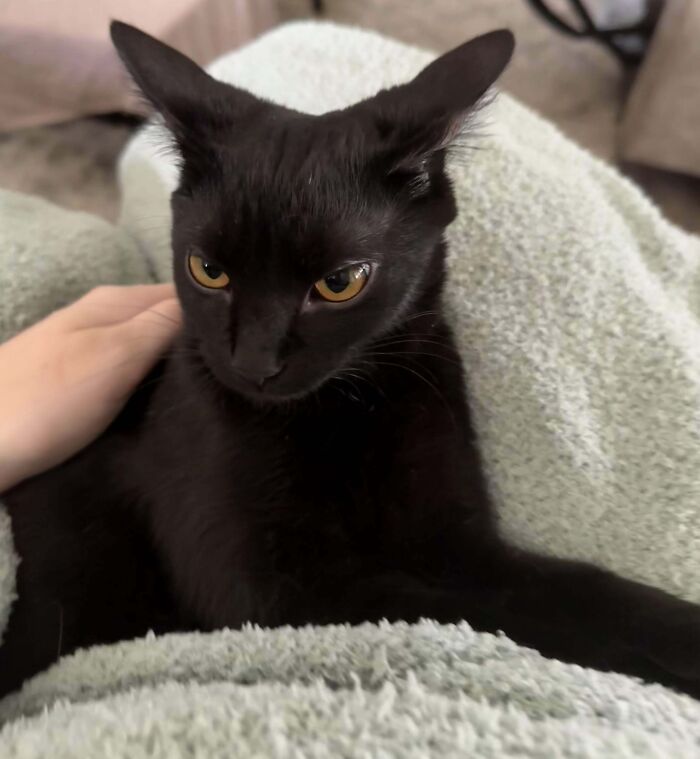 Black cat with airplane ears resting on a soft blanket while a hand gently pets it indoors.