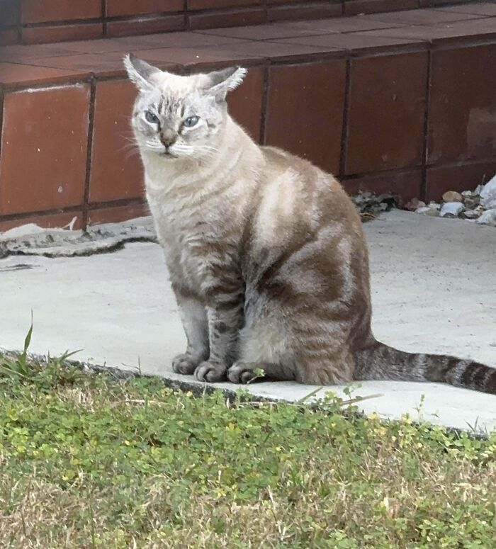 Cat sitting outdoors with adorable airplane ears, displaying unique ear shape and striking blue eyes in natural setting.