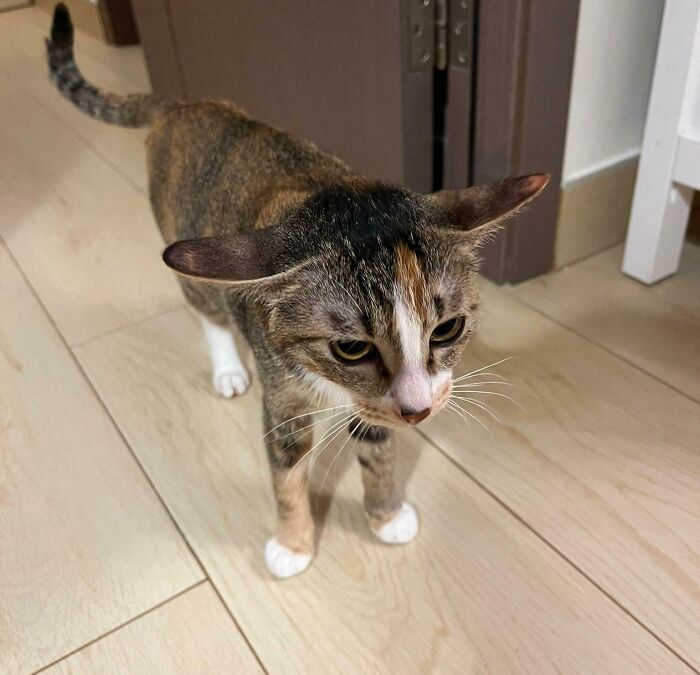 Cat showing airplane ears standing on wooden floor indoors with alert expression and white paws visible.