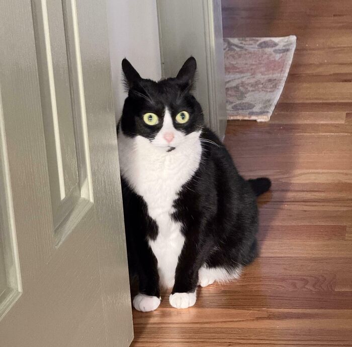 Black and white cat sitting on a wooden floor with alert airplane ears and wide green eyes near a door.