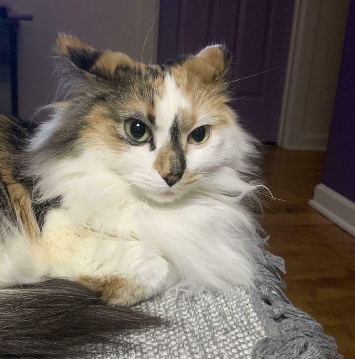 Calico cat with fluffy fur displaying airplane ears while resting on a gray woven blanket indoors.