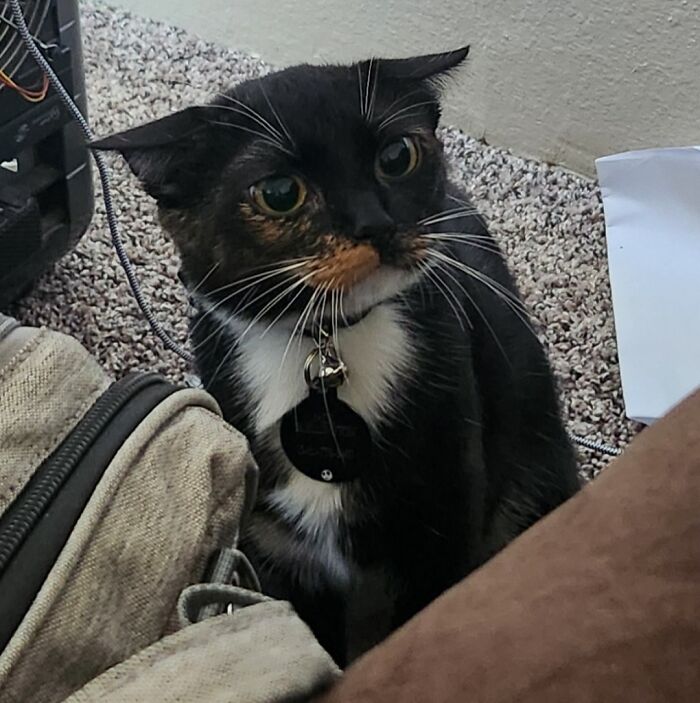 Black and brown cat with airplane ears sitting on a carpet near a beige bag and electronic device cables.