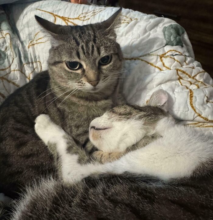 Two cats cuddling closely, one showing airplane ears, resting together on a patterned white blanket.