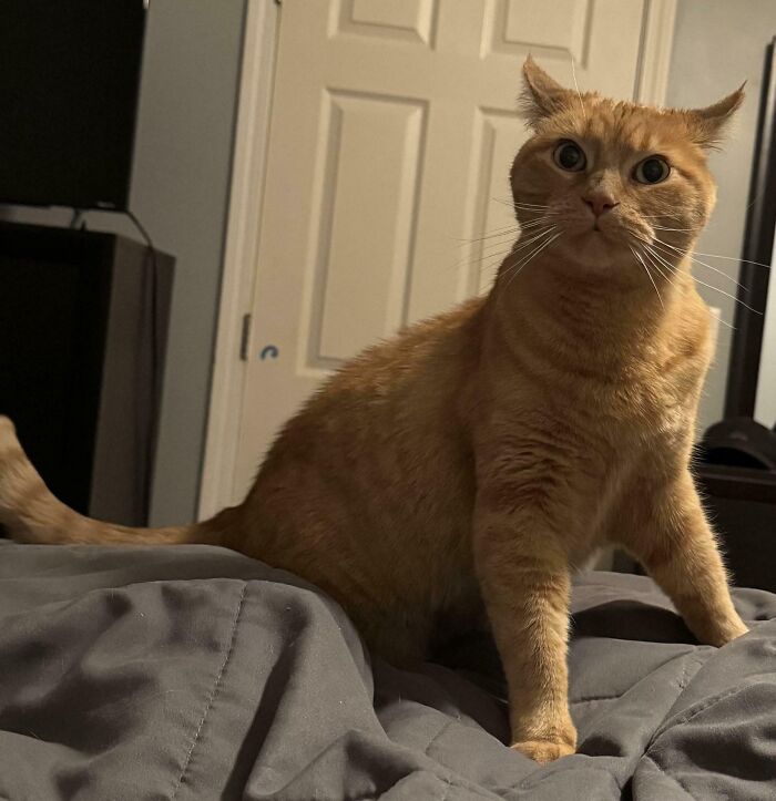 Ginger cat showing off airplane ears sitting alert on a bed in a cozy indoor setting.
