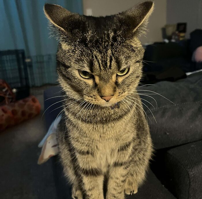 Tabby cat with airplane ears sitting indoors on a dark surface, showcasing adorable cat ears and facial expression.
