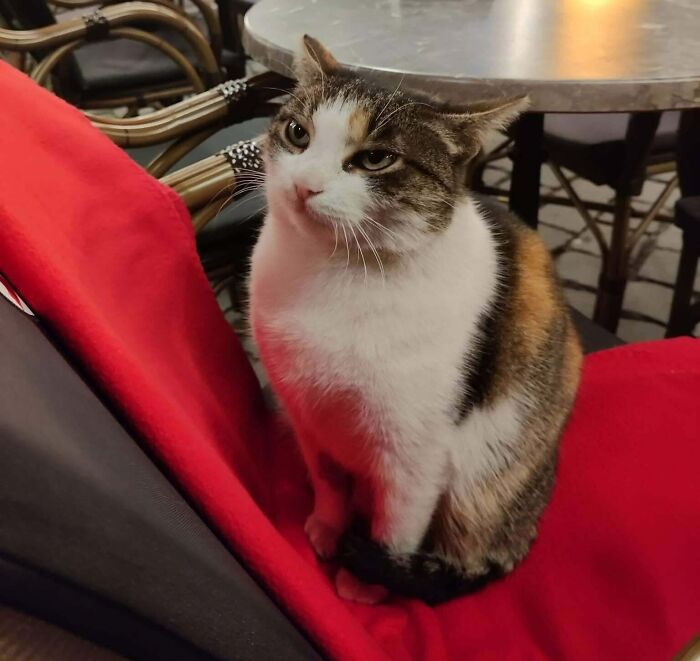 Calico cat sitting on a red cushion with ears positioned like airplane ears in a cozy indoor setting.