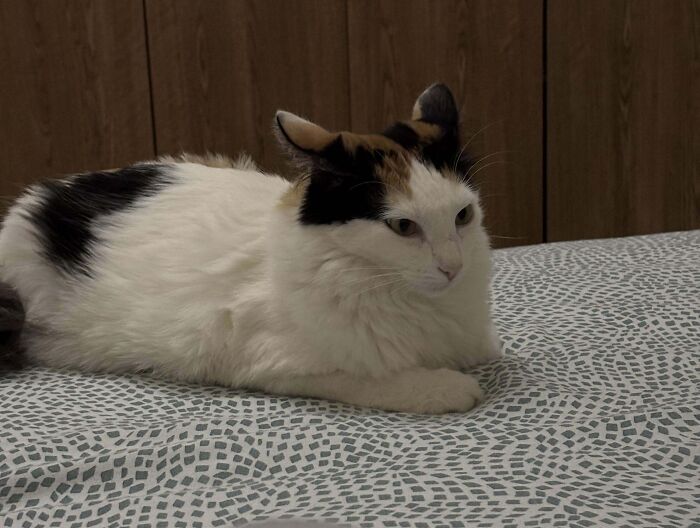 Calico cat lying on bed showing airplane ears with ears tilted outward in a cozy indoor setting.