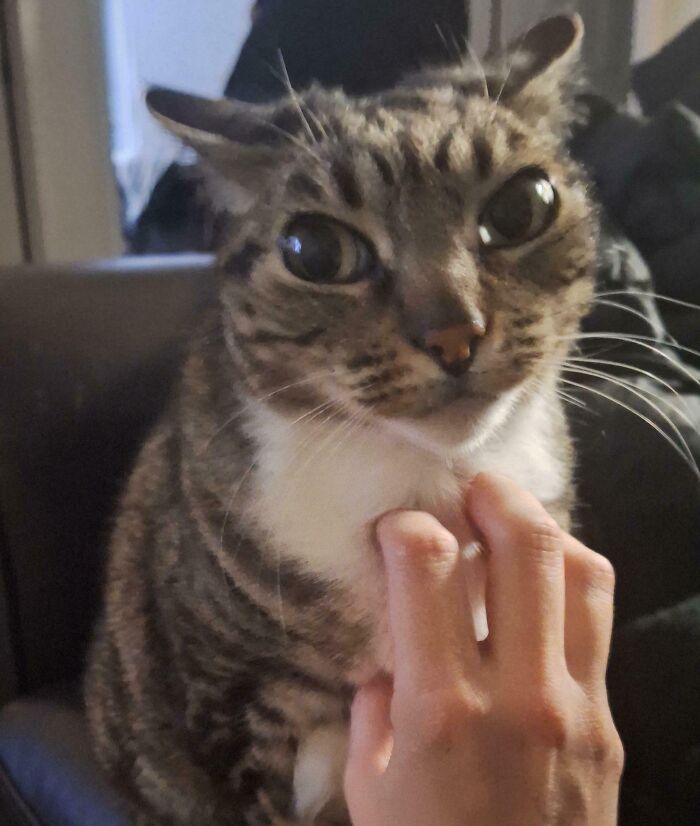 Tabby cat with airplane ears being gently petted on the chest, showcasing adorable feline ear posture up close.