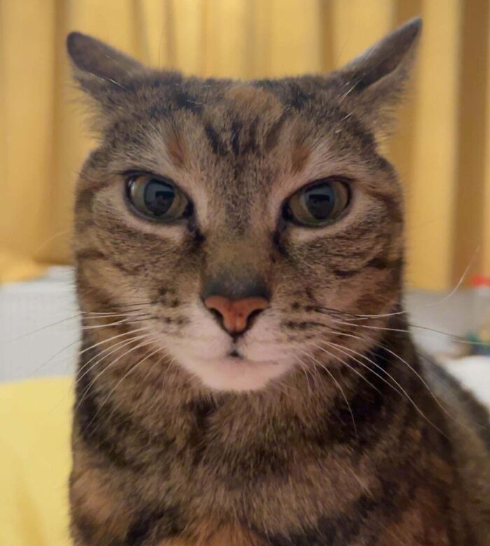 Close-up of a tabby cat with airplane ears standing out against a blurred yellow curtain background.