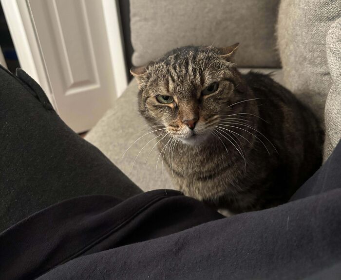 Tabby cat with airplane ears sitting on a gray couch looking directly at the camera in a cozy indoor setting.