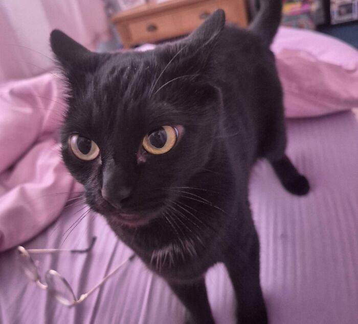 Black cat with large yellow eyes showing off airplane ears standing on a purple bedspread indoors.