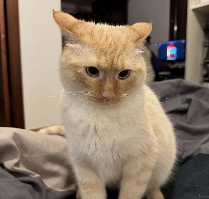 Orange and white cat sitting indoors with airplane ears standing out against a blurred background.