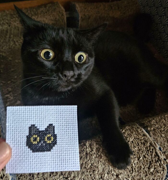 Black cat with large eyes and airplane ears lying on a textured surface next to a cross-stitched cat face patch.