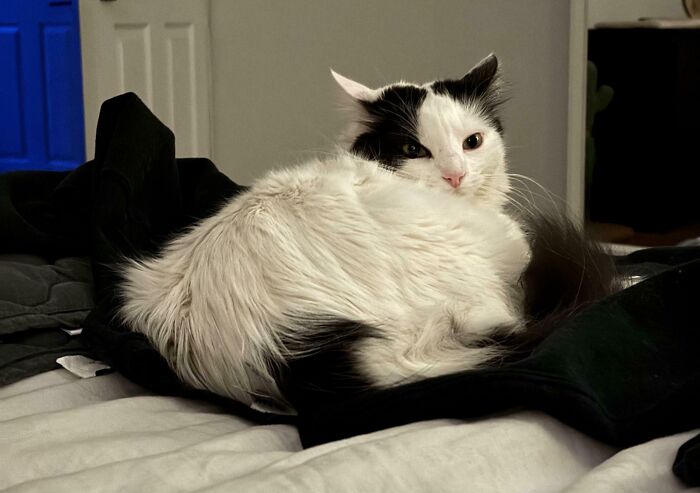 Black and white cat with adorable airplane ears lying on a bed, showcasing unique feline ear posture.