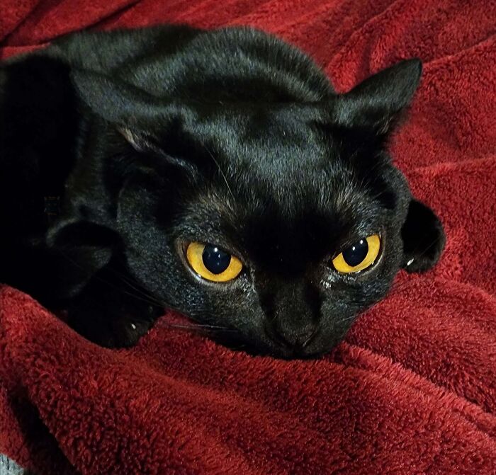Black cat with airplane ears lying on a red blanket, showing its striking yellow eyes and sleek fur.