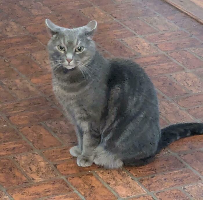 Gray tabby cat sitting on a brick floor with adorable airplane ears visible, showcasing unique feline ear shape.