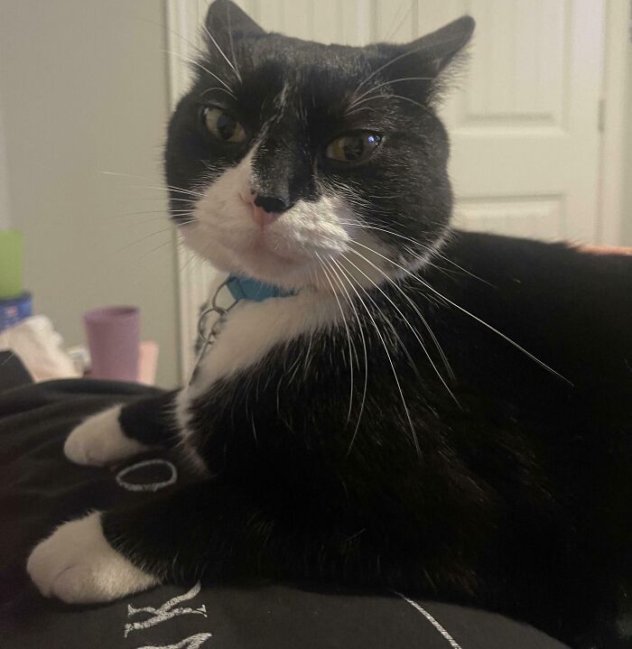 Black and white cat lying down indoors showing off its airplane ears with a calm expression.